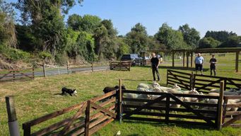 Wicklow : Expérience de berger et démonstration de chiens de berger