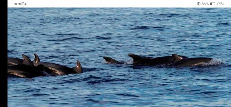 Visite privée des dauphins en bateau à moteur, sans dauphin, pas de paiement