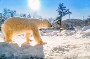 Hokkaido : Zoo d'Asahiyama, Furano et terrasse de Ningle