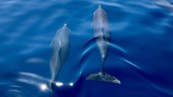Martinique : croisière d'observation des dauphins et des récifs coralliens avec collation