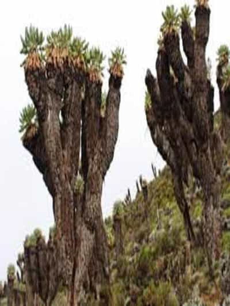 Circuit de randonnée de 7 jours au Kilimandjaro ; Route du sommet Lemosho