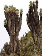 Circuit de randonnée de 7 jours au Kilimandjaro ; Route du sommet Lemosho