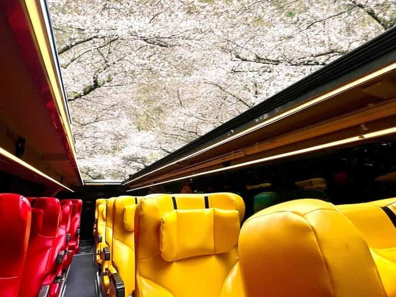 Sakura Sky Ride : bus à toit ouvert à travers les cerisiers en fleurs de Yamagata