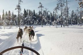 Rovaniemi : Balade en Husky dans le village du Père Noël