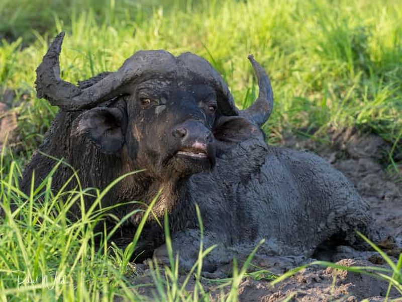 Depuis Zanzibar : safari d'une journée à Selous et expérience Maasai