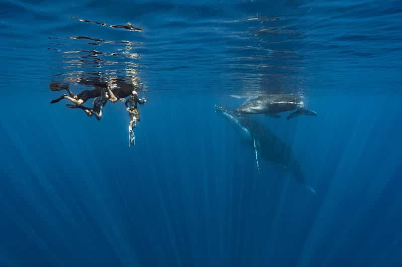 Observation des baleines à Moorea – Tour privé demi-journée