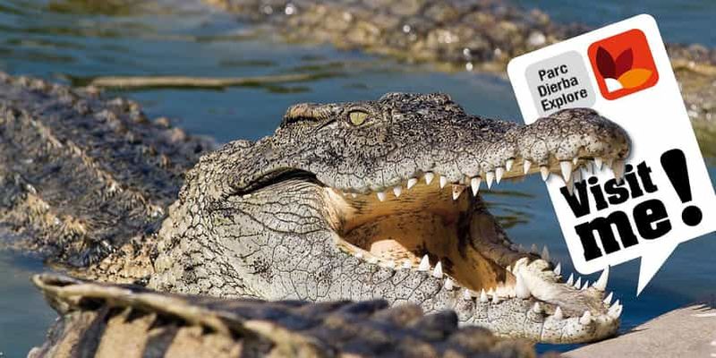 Visite du parc et du musée des crocodiles de Djerba avec prise en charge à l'hôtel