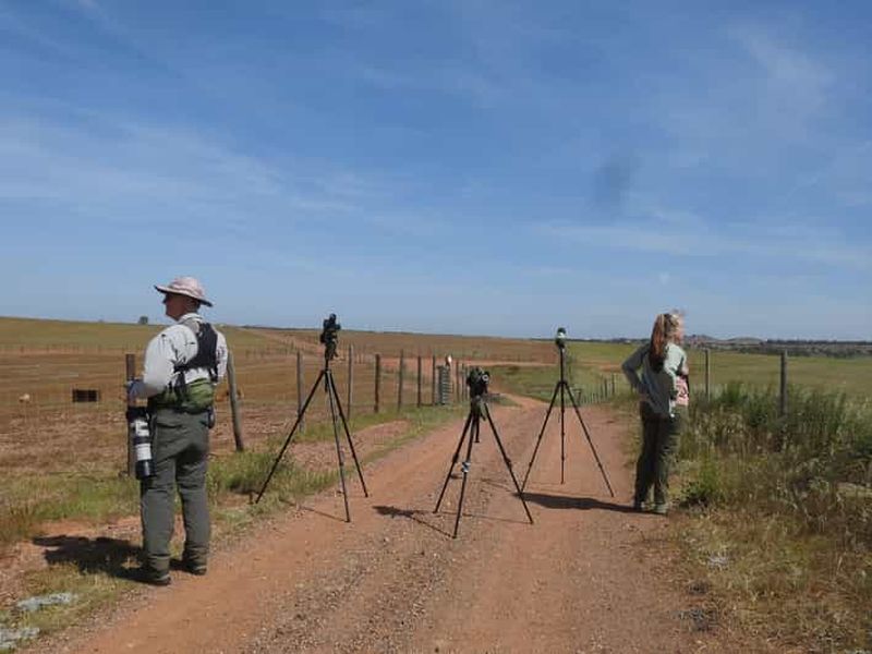 Excursion ornithologique à Mértola et dans la région de Castro Verde