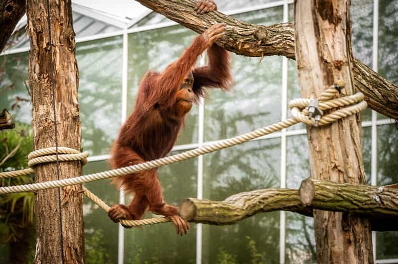 Mechelen : billet d'entrée au ZOO de Planckendael