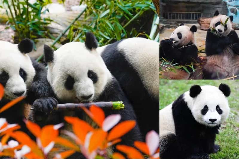 Panda géant de Chengdu : base des pandas ou Shenshuping (facultatif)