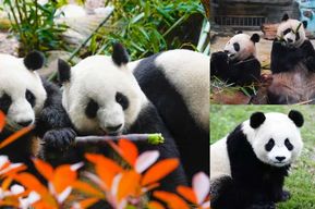 Panda géant de Chengdu : base des pandas ou Shenshuping (facultatif)