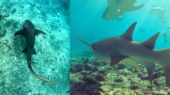 Dhiffushi : Plongée en apnée avec les requins-nourrices