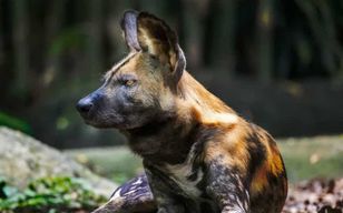 Aventure 4 jours de safari dans les montagnes Mikumi et Udzungwa