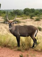 Ouganda : safari d'une journée dans le parc des chutes Murchison avec croisière