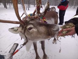Saariselkä : Observation des aurores boréales et randonnée en traîneau à rennes