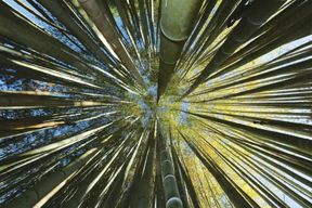 La Bambouseraie en Cévennes Billet