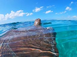 Akumal : nagez avec les tortues marines et les récifs coralliens.