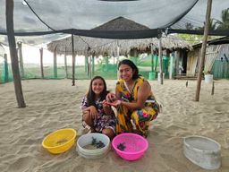 Zihuatanejo : Libération de tortues à Playa Blanca