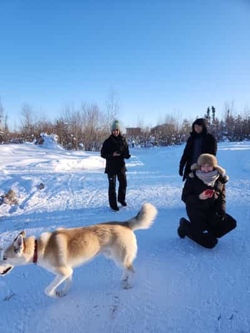 Yellowknife : Excursion en traîneau à chiens