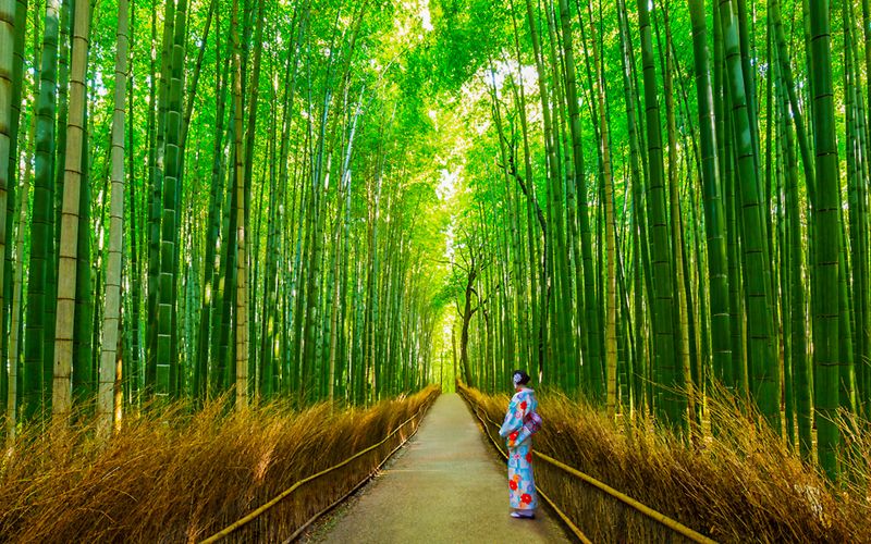 À partir d'Osaka : Visite d'Arashiyama et de la Bambouseraie
