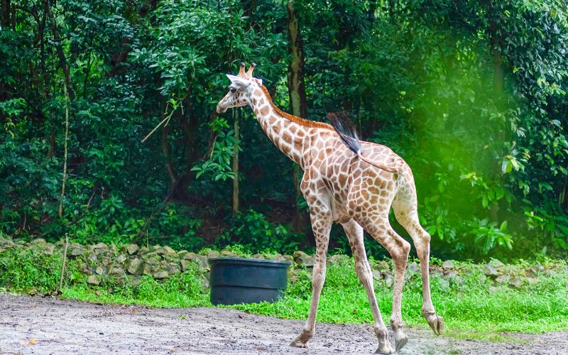 Vos billets pour A'Famosa Melaka : Safari Wonderland
