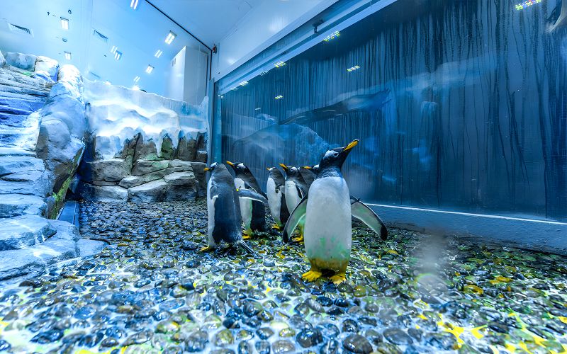 Billets pour l'Aquarium et le zoo sous-marin de Dubaï avec la Baie des pingouins