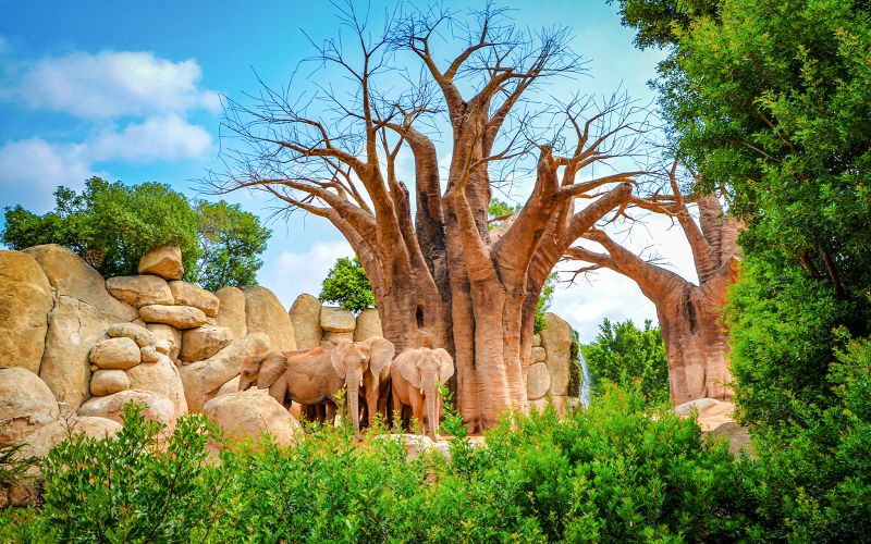 Billets pour le Bioparc Valencia