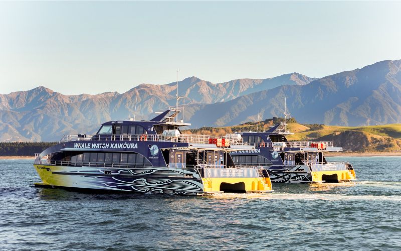 Croisière d'observation des baleines à Kaikoura
