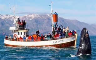 Husavik : Excursion en bateau pour observer les baleines