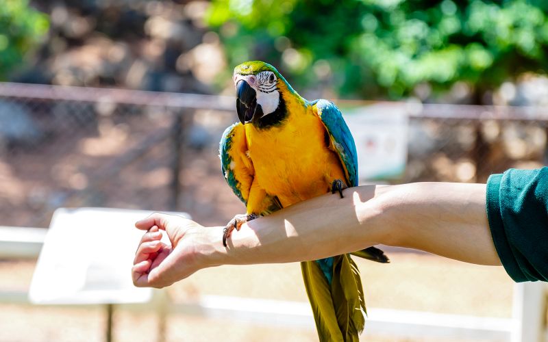Delphinarium de Dubaï : billets pour le spectacle d'oiseaux exotiques de Creek Park