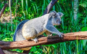 Billets pour les jardins de Koala de Kuranda