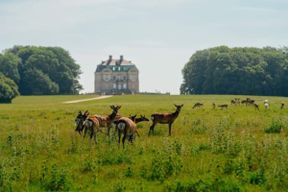 Dyrehaven Deer Park : tour à vélo + transfert en train à Copenhague