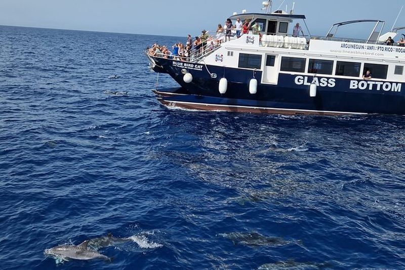 Excursion d'observation des dauphins à Gran Canaria avec snorkeling
