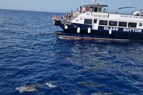 Excursion d'observation des dauphins à Gran Canaria avec snorkeling