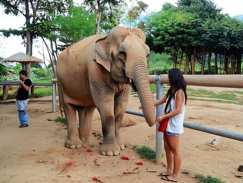 Visite du sanctuaire des éléphants à Pattaya