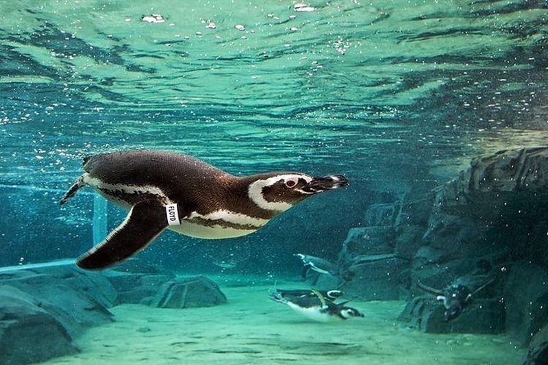 Billets pour l'Aquarium du Pacifique de Los Angeles