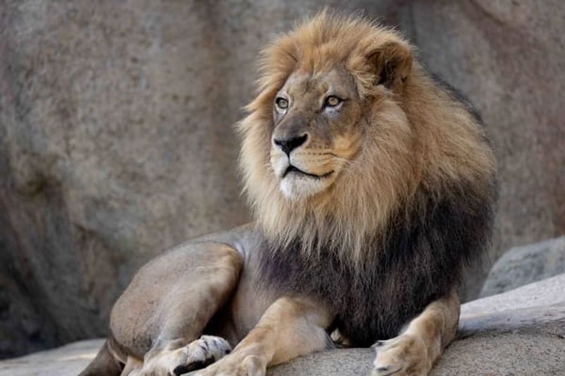 Billets pour le zoo d'Atlanta