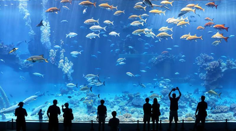 Billets pour l'Aquarium de New York