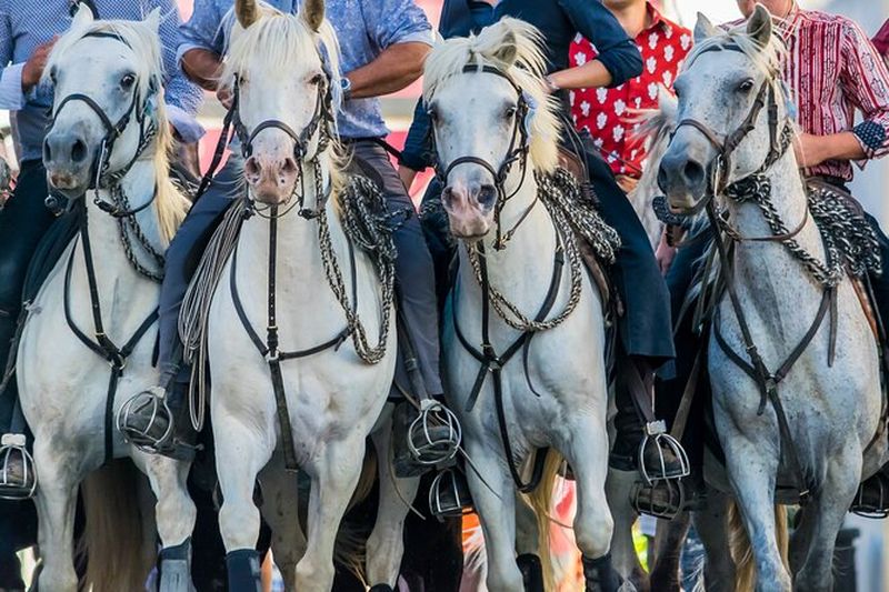 Excursion en Camargue depuis Avignon