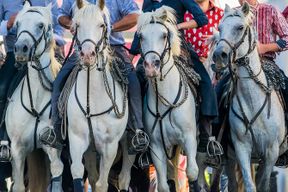 Excursion en Camargue depuis Avignon