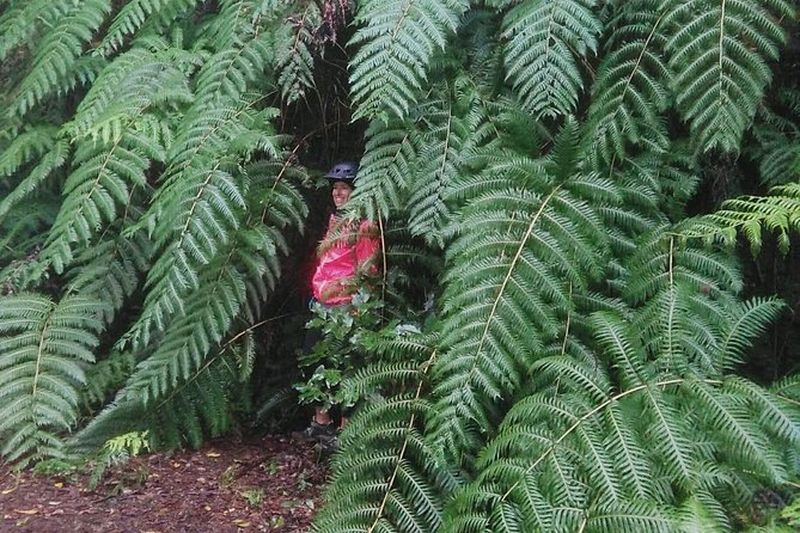 Randonnée dans le Parc National de Garajonay à La Gomera
