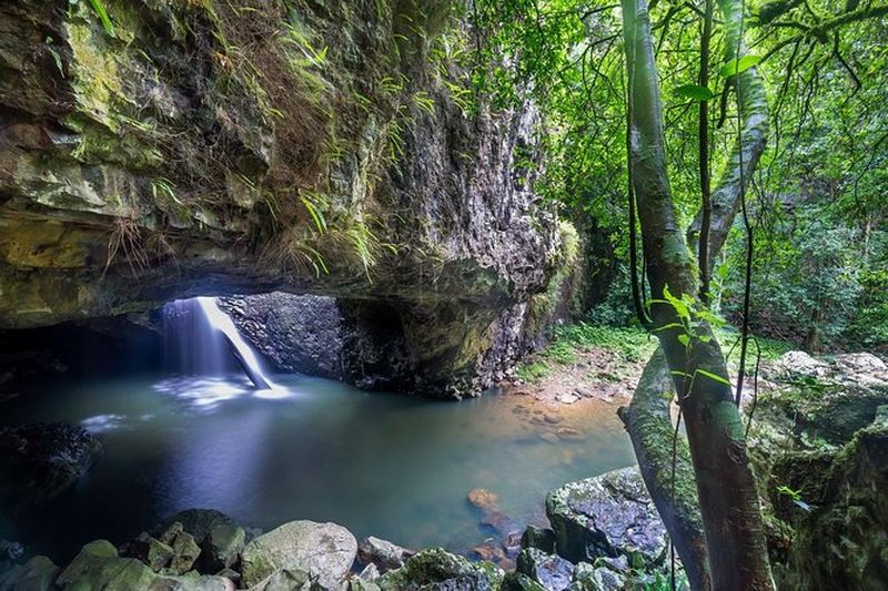 Excursion dans les jungles tropicales et à la grotte des lucioles depuis Brisbane