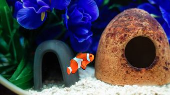 Billets pour l’Aquarium Lotte World à Séoul