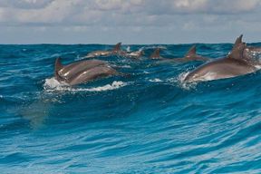 Balade en bateau avec observation des dauphins et snorkeling à Zanzibar