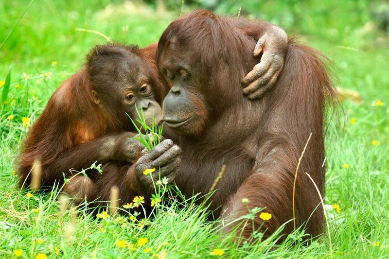 Billets pour le zoo et l'aquarium de Cologne