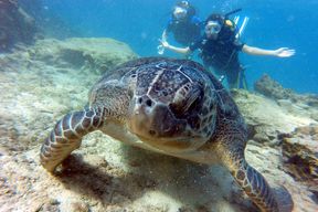 Baptême de plongée à Ayia Napa