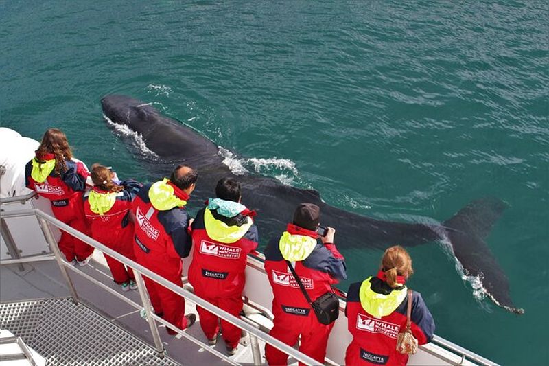 Croisière d'observation des baleines à Akureyri