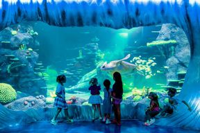 Billets pour l'aquarium Sea Life de Sydney