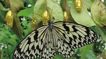 Billets pour Okinawa Fruits Land