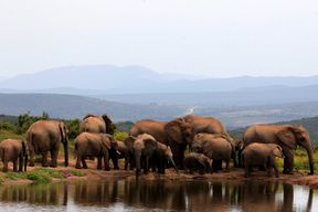 Safari dans le Parc National des Éléphants d'Addo à Port Elizabeth